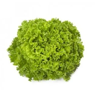 Compra LECHUGA EMOCION RZ EPS294 en la tienda online Fito Agrícola