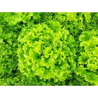 Compra LECHUGA ABIGALE Pildorada (1.000 Semillas) en la tienda online Fito Agrícola