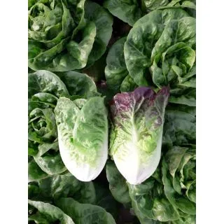 Compra LECHUGA ACHERITO Pildorada (5.000 Semillas) en la tienda online Fito Agrícola