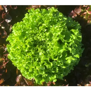 Compra LECHUGA AMAROZA Pildorada (10.000 Semillas). en la tienda online Fito Agrícola