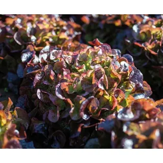 Compra LECHUGA ANGELIX Pildorada (10.000 Semillas). en la tienda online Fito Agrícola