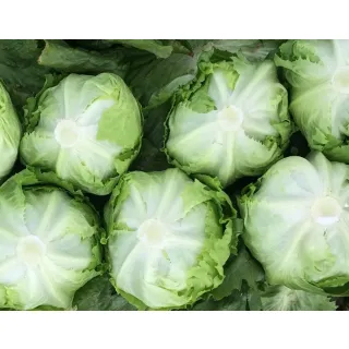 Compra LECHUGA ARCHIDONA Pildorada (10.000 Semillas). en la tienda online Fito Agrícola