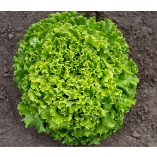 Compra LECHUGA ARGENTILA Pildorada (10.000 Semillas). en la tienda online Fito Agrícola