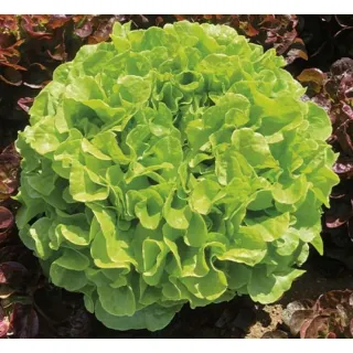 Compra LECHUGA ATAVIR Pildorada (10.000 Semillas). en la tienda online Fito Agrícola
