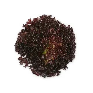 Compra LECHUGA AUDEX RZ Pildorada (5.000 Semillas). en la tienda online Fito Agrícola