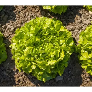 Compra LECHUGA AVENIR Pildorada (10.000 Semillas). en la tienda online Fito Agrícola