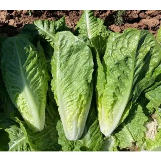 Compra LECHUGA BALLEZTA Pildorada (10.000 Semillas). en la tienda online Fito Agrícola
