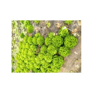 Compra LECHUGA CELESTINA Pildorada (5.000 Semillas) en la tienda online Fito Agrícola