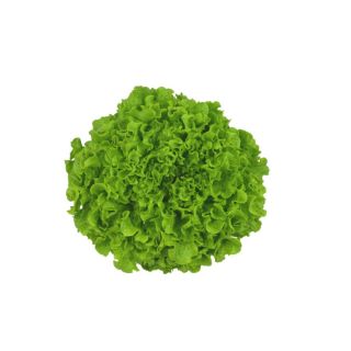 Compra LECHUGA BIFRIE RZ Pildorada (5.000 Semillas). en la tienda online Fito Agrícola