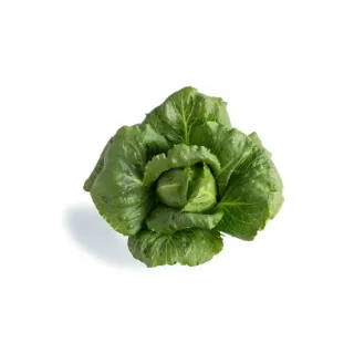 Compra LECHUGA CALESITA RZ Pildorada (5.000 Semillas). en la tienda online Fito Agrícola