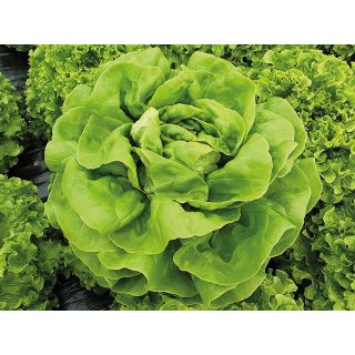 Compra LECHUGA CARMANDA Pildorada (10.000 Semillas) en la tienda online Fito Agrícola