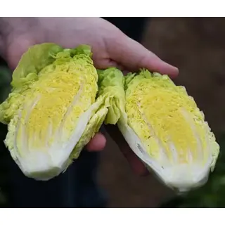 Compra LECHUGA CELISTRA Pildorada (5.000 Semillas) en la tienda online Fito Agrícola