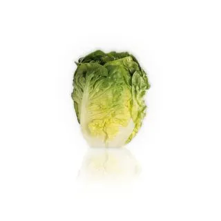 Compra LECHUGA CERLER Pildorada (1.000 Semillas) en la tienda online Fito Agrícola
