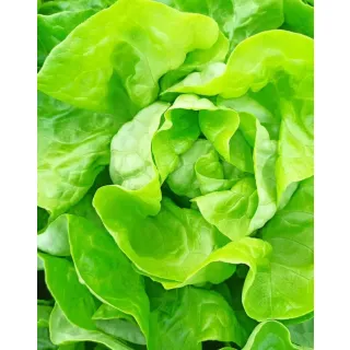 Compra LECHUGA CONSTANTINA Pildorada (1.000 Semillas) en la tienda online Fito Agrícola