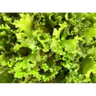 Compra LECHUGA CRISMINA Pildorada (10.000 Semillas) en la tienda online Fito Agrícola