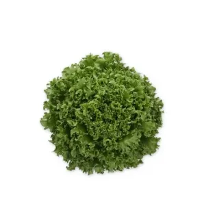 Compra LECHUGA CRYSTIQUE RZ Pildorada (5.000 Semillas). en la tienda online Fito Agrícola