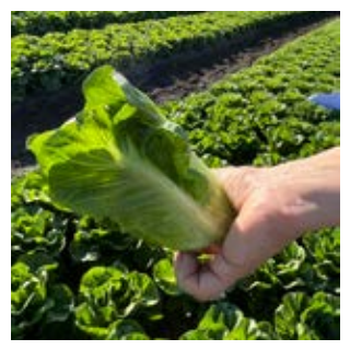 Compra LECHUGA DULCEMIA Pildorada (5.000 Semillas) en la tienda online Fito Agrícola