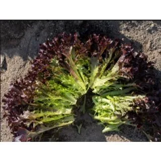 Compra LECHUGA EZBOURNE Pildorada (10.000 Semillas) en la tienda online Fito Agrícola