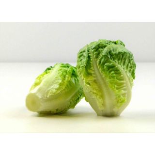 Compra LECHUGA GARBO Pildorada (1.000 Semillas) en la tienda online Fito Agrícola