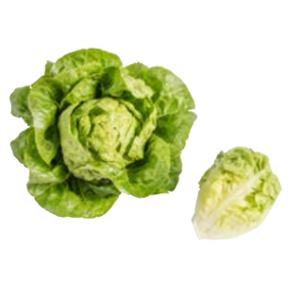 Compra LECHUGA GATSBI BIO Pildorada (5.000 Semillas) en la tienda online Fito Agrícola