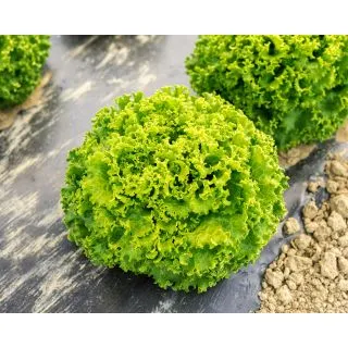 Compra LECHUGA GENTILE Pildorada (25.000 Semillas). en la tienda online Fito Agrícola