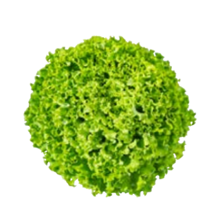 Compra LECHUGA GOLEM Pildorada (5.000 Semillas) en la tienda online Fito Agrícola