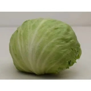 Compra LECHUGA GOMER Pildorada (1.000 Semillas) en la tienda online Fito Agrícola