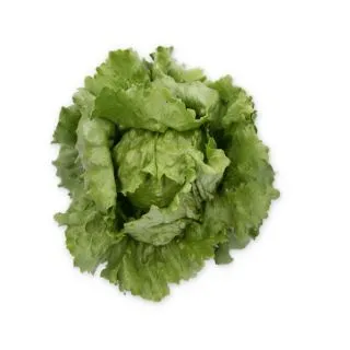 Compra LECHUGA LIMANAS RZ Pildorada (5.000 Semillas). en la tienda online Fito Agrícola