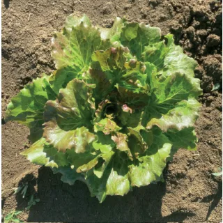 Compra LECHUGA MARAVILLA DE VERANO Pildorada (5.000 Semillas) en la tienda online Fito Agrícola