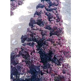 Compra LECHUGA MOREMI Pildorada (5.000 Semillas) en la tienda online Fito Agrícola