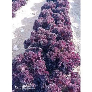 Compra LECHUGA MOREMI Pildorada (5.000 Semillas) en la tienda online Fito Agrícola