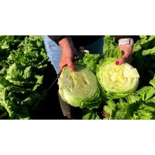 Compra LECHUGA NEVANAS RZ Pildorada (5.000 Semillas). en la tienda online Fito Agrícola