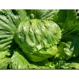Compra LECHUGA QUEENCE Pildorada (10.000 Semillas) en la tienda online Fito Agrícola