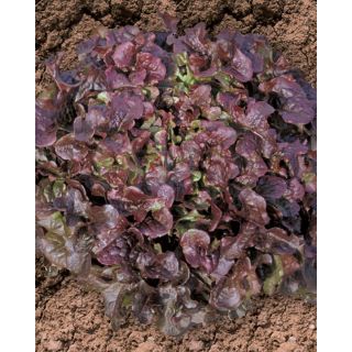 Compra LECHUGA ROSNELLA Pildorada (5.000 Semillas). en la tienda online Fito Agrícola