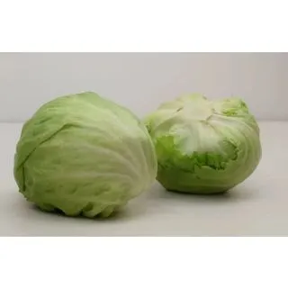 Compra LECHUGA TAKU Pildorada (5.000 Semillas) en la tienda online Fito Agrícola