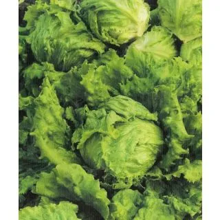 Compra LECHUGA BATAVIA VERDE UTEBO (100 gr.). en la tienda online Fito Agrícola