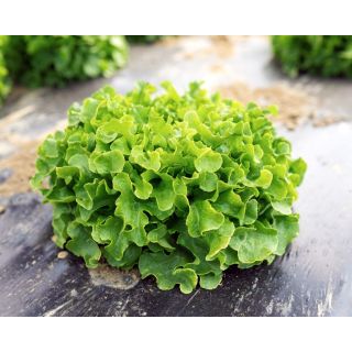 Compra LECHUGA COMETA Pildorada (5.000 Semillas). en la tienda online Fito Agrícola