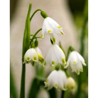 Compra LEUCOJUM VERNUM (100 Unid.). en la tienda online Fito Agrícola