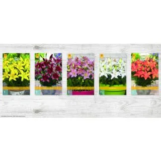 Compra LILIUM ASIATICO PARA MACETA Cofre (100 Unid.) en la tienda online Fito Agrícola