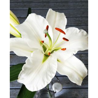 Compra LILIUM CASA BLANCA a Granel en la tienda online Fito Agrícola