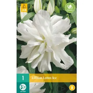 Compra LILIUM LOTUS ICE en la tienda online Fito Agrícola