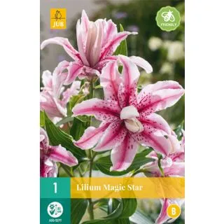 Compra LILIUM MAGIC STAR en la tienda online Fito Agrícola