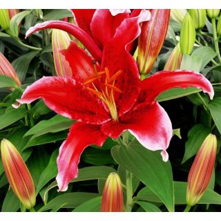 Compra LILIUM RED FLASH a Granel en la tienda online Fito Agrícola