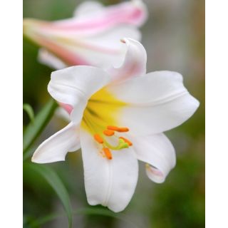Compra LILIUM REGALE (25 Unid.). en la tienda online Fito Agrícola