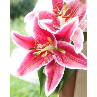 Compra LILIUM STARGAZER (50 Unid.). en la tienda online Fito Agrícola