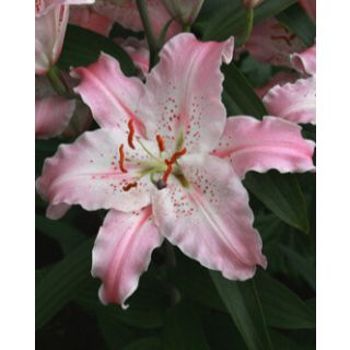 Compra LILIUM VIRTUOSO a Granel en la tienda online Fito Agrícola