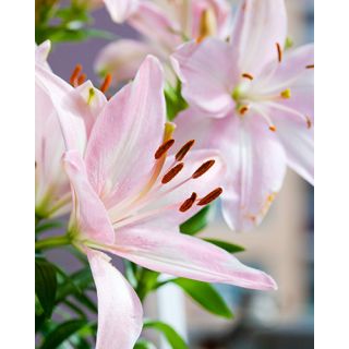 Compra LILIUM PINK ASIATICO (50 Unidades). en la tienda online Fito Agrícola