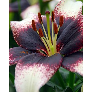 Compra LILIUM BLACK AND WHITE ASIATICO (50 Unidades). en la tienda online Fito Agrícola