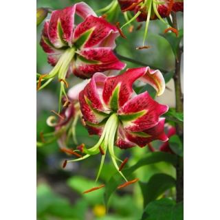 Compra LILIUM BLACK BEAUTY (50 Unid.). en la tienda online Fito Agrícola