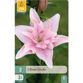 Compra LILIUM ELODIE en la tienda online Fito Agrícola